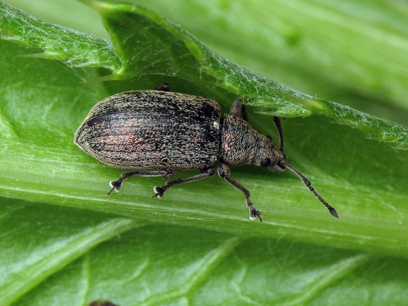 Phyllobius pyri (Linnaeus, 1758)